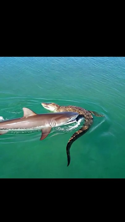 Shark VS Crocodile Who will win?