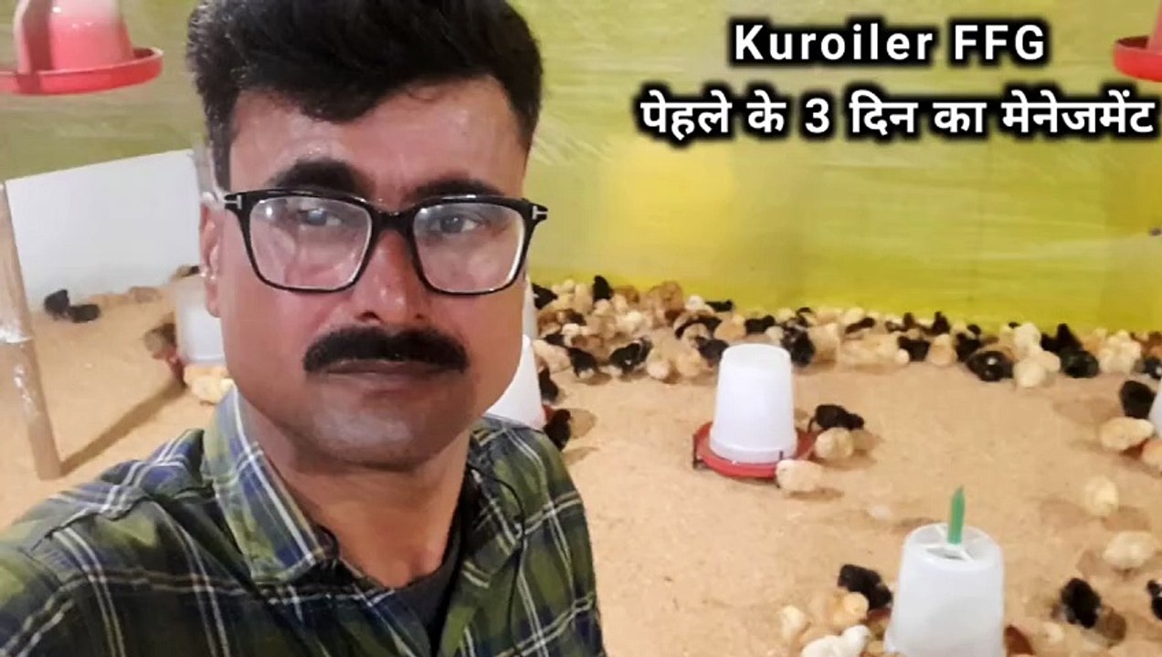 Koiler ffg Shuru ke 3 Din Ka management | Koiler form | desi murgi palan