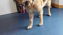 A large German Shepherd dog 🐕 at the vet in Essex