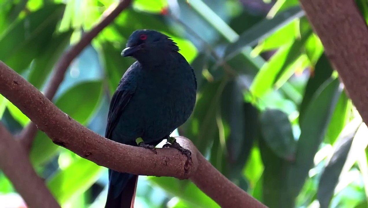 Healing Music For The Heart And Blood Vessels Calms The Nervous System And Pleases The Soul