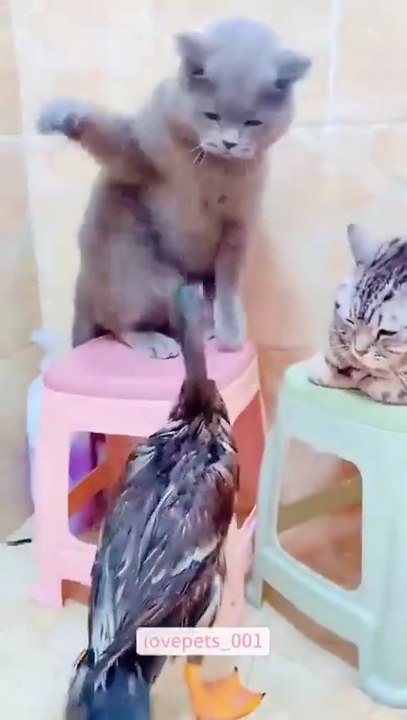 Cats picking fights with literally everything they see.😹
