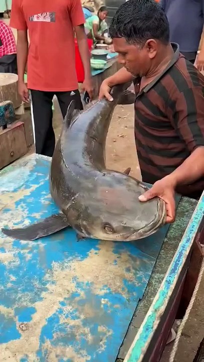 Giant Fish from Indian Ocean _ashortaday _seafood Arun Gupta🐟🌊😮(MP4)