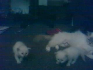 Maman qui roucoule avec ses chatons