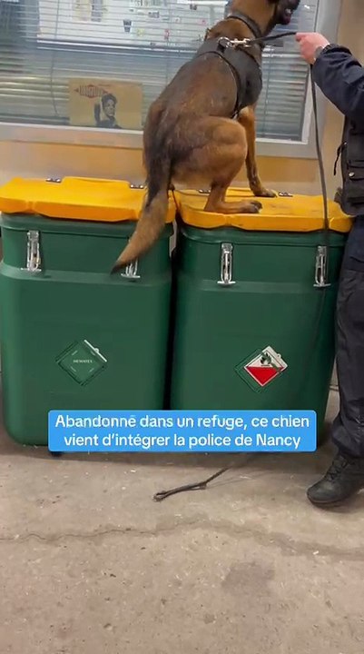 Abandonné dans un refuge, le chien Galbi a été adopté par la police et découvre sa nouvelle vie à Nancy