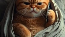 Funny AI Chubby Cat Calls Doctor Duck You Won’t Expect the Ending #oranagecat #Funny #animals