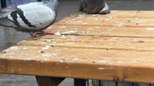 Dudley Market Revamp Under Fire After Pigeons and Antisocial Behaviour Complaints