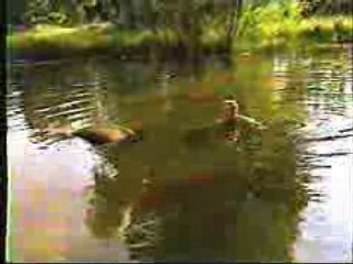 Ringling Brothers: Baby Killers