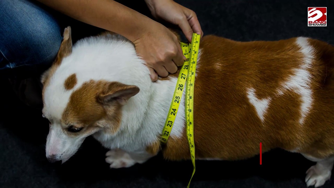 Die meisten Hunde in Großbritannien sind übergewichtig