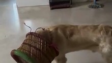 Funny Dog With Bucket on Head Goes Wild—Can’t See a Thing!|| Heartsome 💖