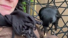 Crow Eating Peanuts Off a Jacket Sleeve—Too Smart to Quit!|| Heartsome 💖