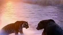Tiger vs Grizzly Bear Epic River Clash! 🐅🐻 Intense Predator Showdown | Viral AI Short