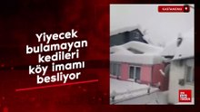 Kastamonu'da kar nedeniyle yiyecek bulamayan kedileri köy imamı besliyor