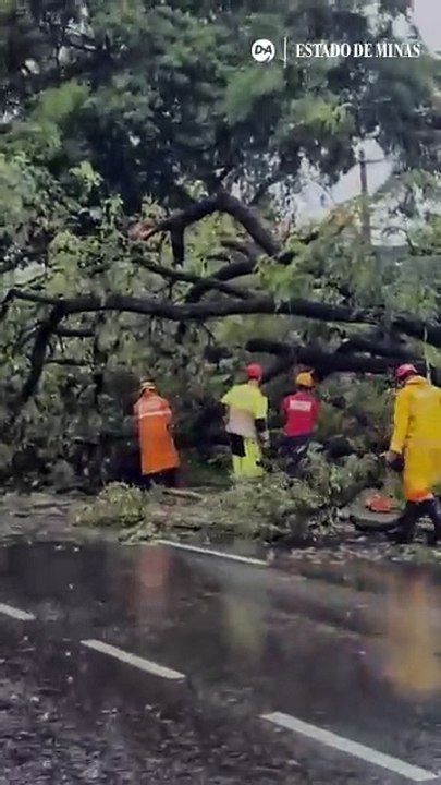 Árvore de grande porte cai em avenida da Região Centro-Sul