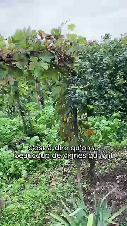 Connaissez-vous “les roussettes” de l’Hermitage ? avec Jean-Louis Chave  VF2