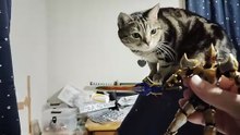 仮面ライダーブレイド キングフォームが気になるココア