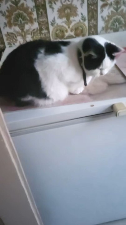 chat