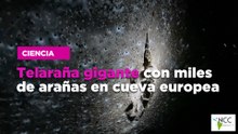 Telaraña gigante con miles de arañas en cueva europea