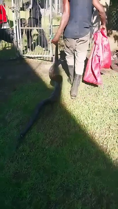 Hallan enorme serpiente en Cortés