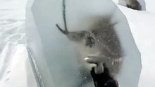 Freeing The Frozen reindeer in Arctic   #arctic  #animal #frozen  #ice #ostrich  #ai #sora2