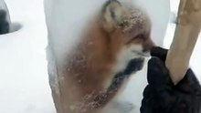 Rescuing The Frozen Animals in Arctic
