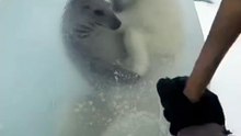 Freeing The Polar Bear and Seal Frozen in Arctic