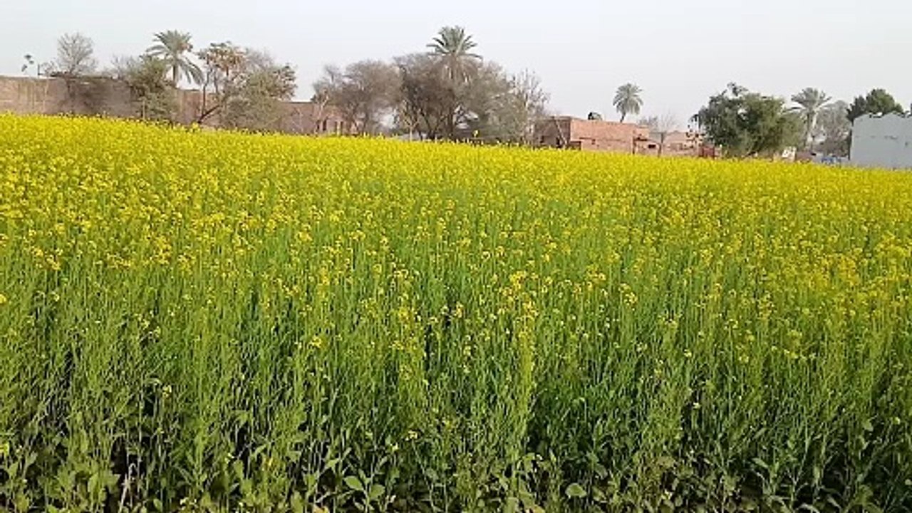 Beautiful yellow flowers