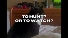 Should the cat hunt mice or watch television?