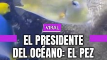 El presidente del océano: El pez trumpcito