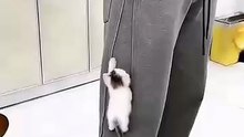 Cute Cat Finds the Most Unusual Hiding Spot: My Pocket!