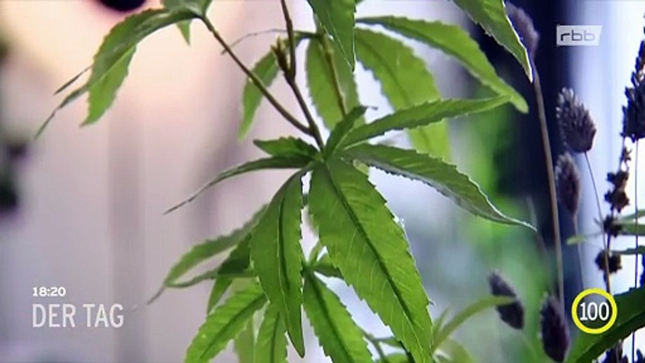 Cannabis erklaert in 100 Sekunden  hd  1080p   CSC, GRATIS HANPFLANZEN CANNABIS SOCIAL CLUB, #CSC, GRATIS, #HANPFLANZEN,   #CANNABIS SOCIAL CLUB, CSC, #GRATIS HANPFLANZEN, #CannabisSocialClub,