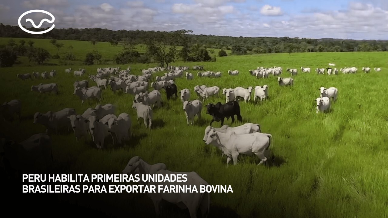 Peru habilita primeiras unidades brasileiras para exportar farinha bovina