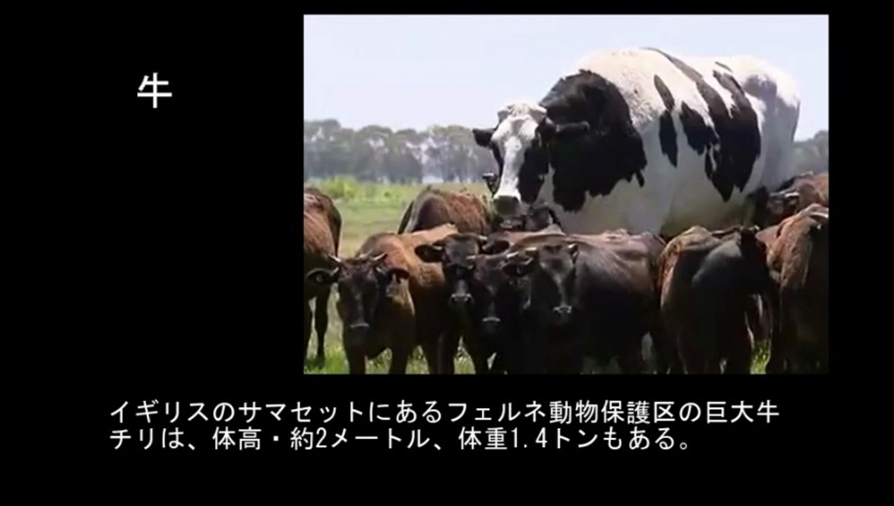 【豆知識】世界の巨大すぎる動物たち【Trivia News】The World's Big Animals