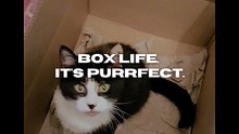 The cat enjoying being in a box