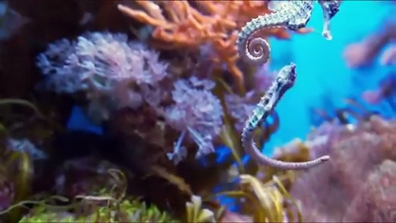 😺🐔🐴🐃🐮🐷🐵🐶 Animal Sounds Around Us – Cat, Chicken, Horse, Buffalo, Cow, Dog, Pig, Monkey – Cute Animals Video for Kids!