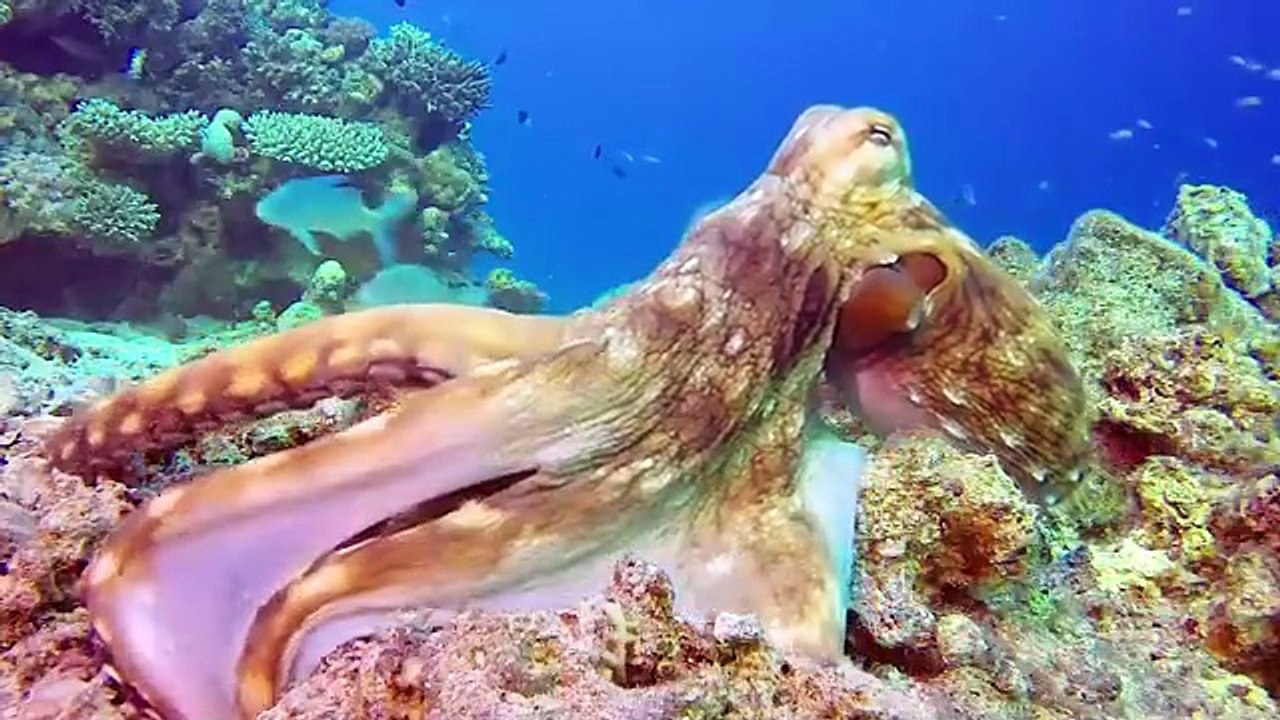 🐮🐘🐵🐔😺🐷🐶🦆 Collection of Animal Species – Cow, Elephant, Monkey, Chicken, Cat, Pig, Dog, Duck – Animal Sounds Video for Kids!