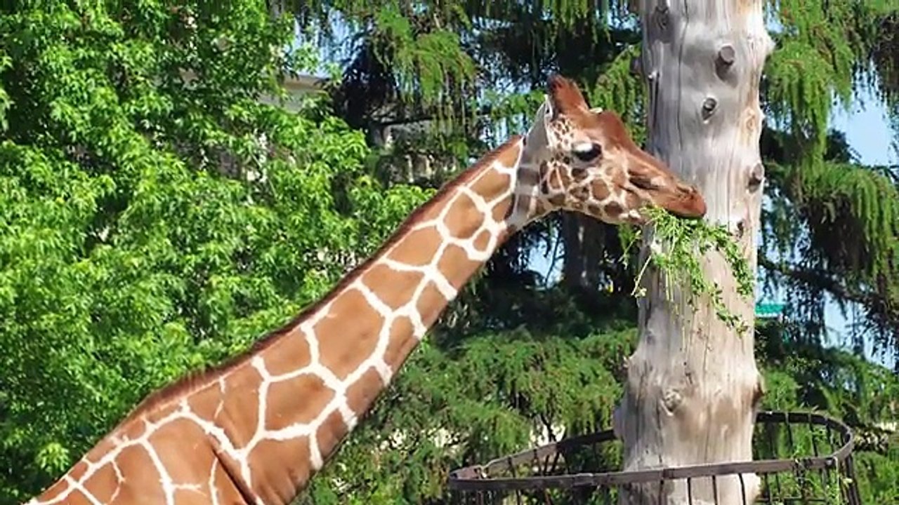 😻🐶🐰🐷🐮🐘🐯🦜 Cute Animal Collection – Cat, Puppy, Rabbit, Pig, Cow, Horse, Elephant, Tiger, Parrot – Adorable Animal Compilation for Kids!