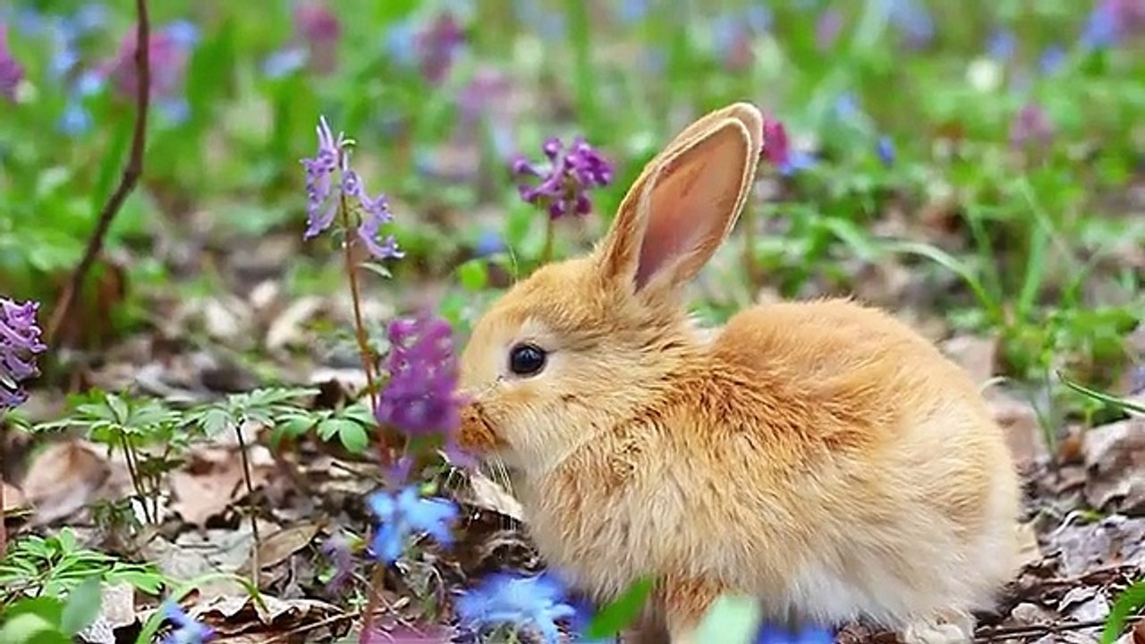 🐘🐮🐴🐶🐔🐷🐱🦁🦜 Cute Animal Sounds – Elephant, Cow, Horse, Dog, Chicken, Pig, Cat, Lion, Parrot – Fun Animal Video for Kids!