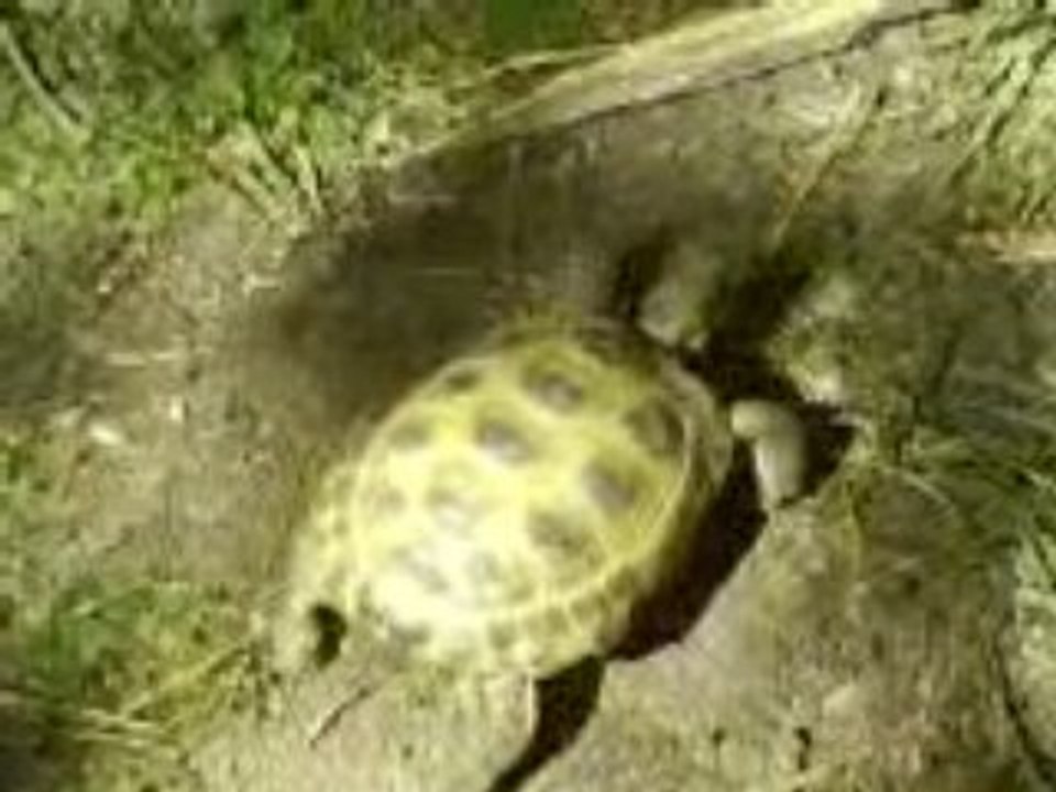 sköldpaddan