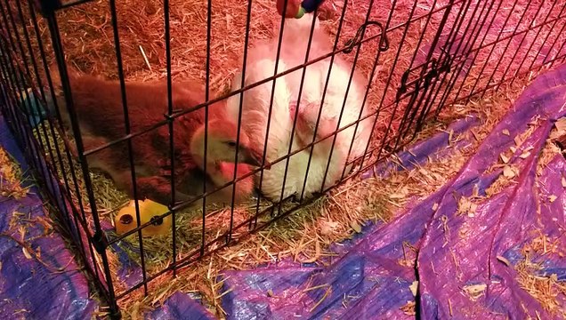 Dream time with Tooey and Lemongrab. | #SparklegleamFarm #Tooey #Lemongrab #homestead #goose #farmanimals #UNACCEPTABLE #cute