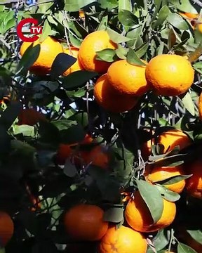 Bodrum'dan Türkiye'nin dört bir yanına gönderiliyor Tek seferde 50 tonluk sipariş