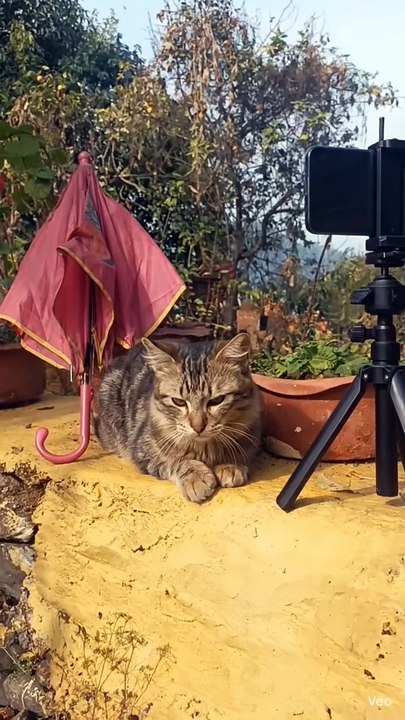 Funy cat