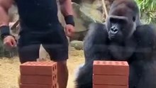 Real Strength Comparison Bodybuilder vs Gorilla (Brick Test)