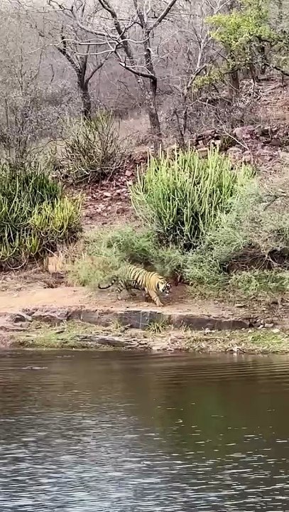 one of Riddhi’s adventurous male cubs was seen fearlessly chasing a crocodile in Malik 🔥