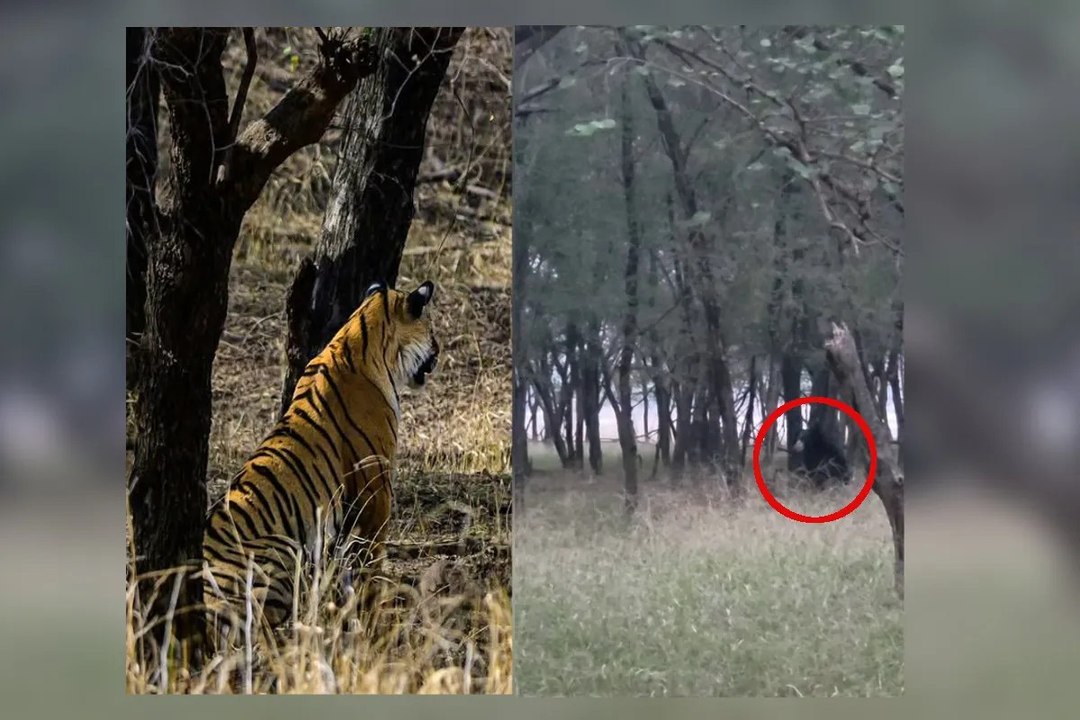 Ranthambore National Park: रणथंभौर नेशनल पार्क में भालू के सामने टाइगर ने किया सरेंडर, VIDEO हो रहा वायरल