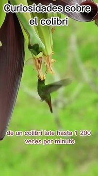 Curiosidades obre el colibrí# Colibri, #Ciencia, #Curiosidades