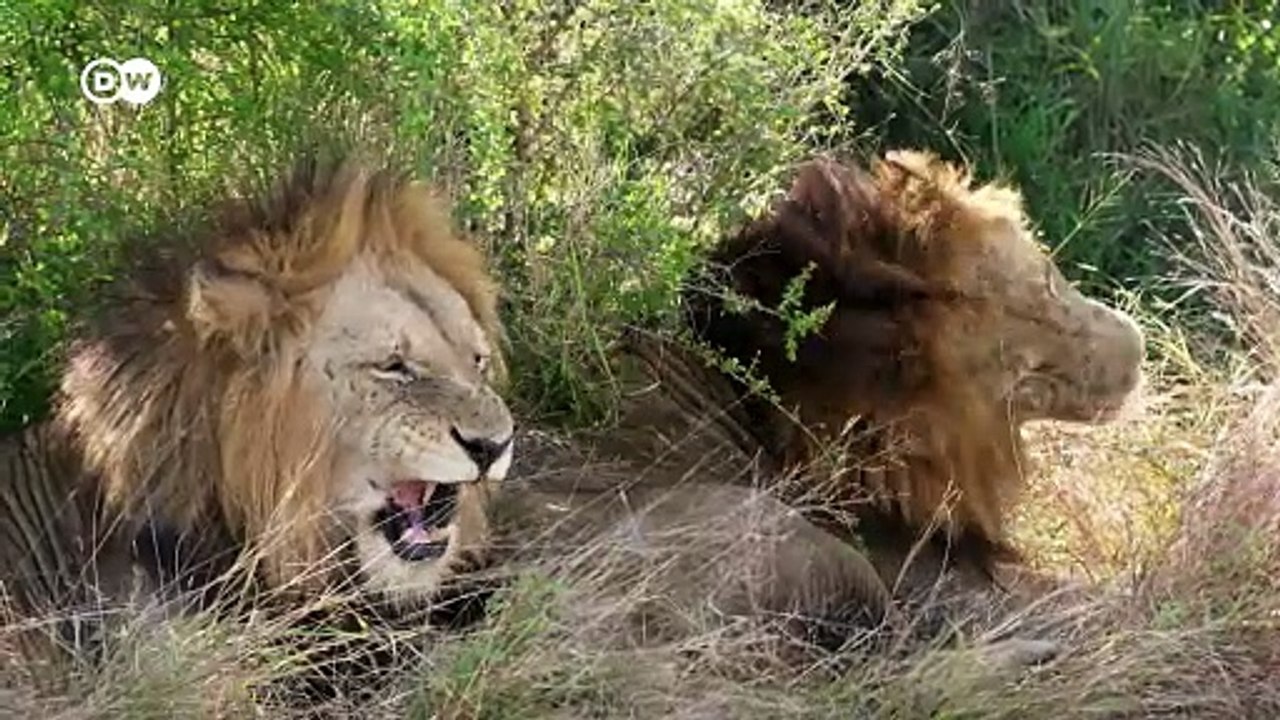 Gibt es Homosexualität im Tierreich-