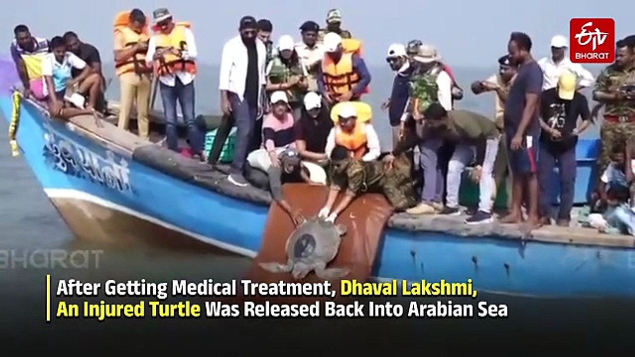After Getting Medical Treatment, Dhaval Lakshmi, An Injured Turtle Was Released Back Into Arabian Sea