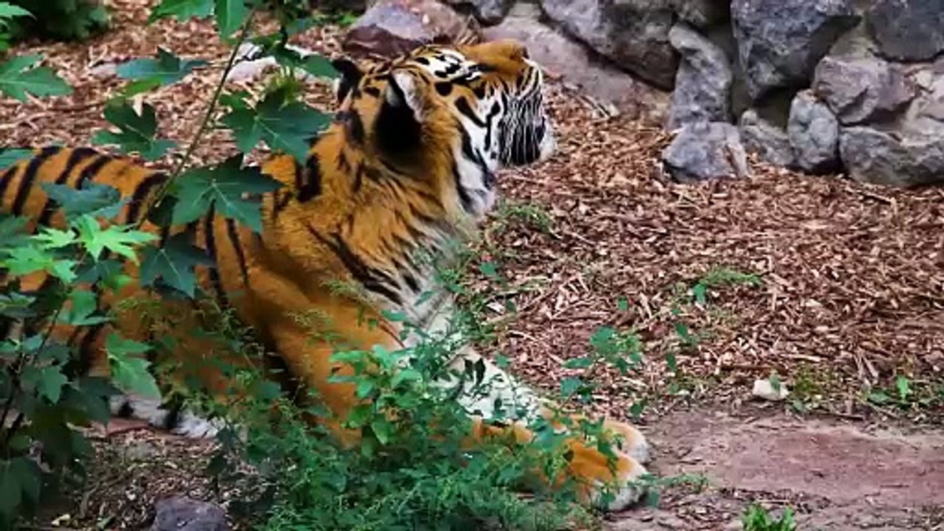 8k Animal