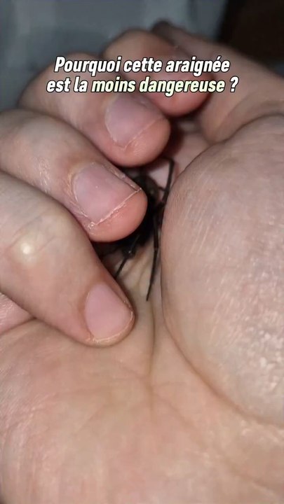 C'est une vieille vidéo dont j'étais très fier du résultat en particulier car elle a beaucoup fait réagir mais surtout prendre conscience de l'incompréhension que nous avons de ces animaux !