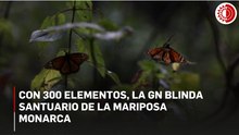 Con 300 elementos, la GN blinda santuario de la mariposa monarca